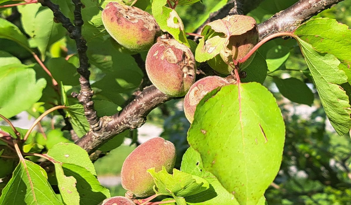 Obtolčene marelice