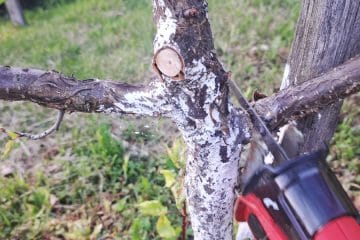 Če ste odrezali suhe veje na drevesu, ran ne pustite nezaščitenih