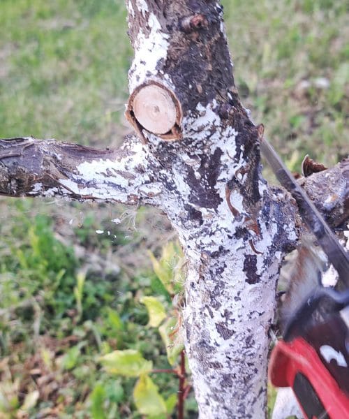Če ste odrezali suhe veje na drevesu, ran ne pustite nezaščitenih