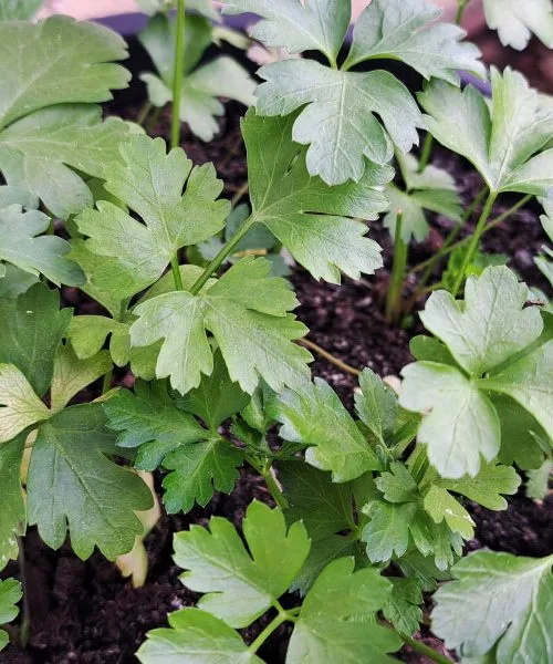 Peteršilj v kuhinji: začimba, ki jo Slovenci pogosto uporabljamo narobe