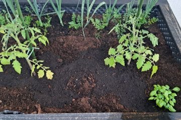 To je najpomembnejši korak pri presaditvi paradižnika v gredo