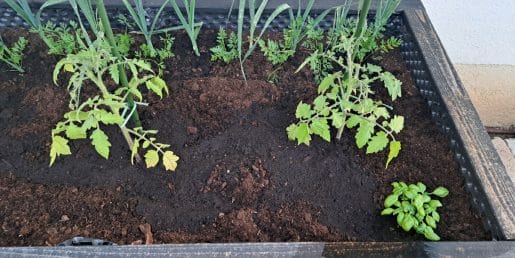 To je najpomembnejši korak pri presaditvi paradižnika v gredo