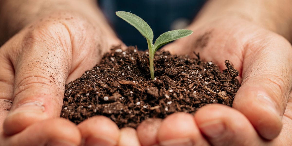 Sajenje ali sejanje? Razlika, ki jo vrtnarji hitro razumejo, pisci pa pogosto zamešajo