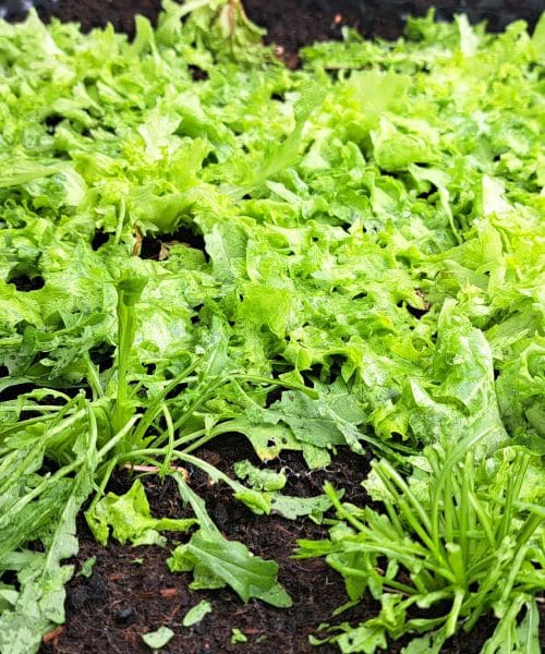 Toča je potolkla solato: kaj narediti zdaj in koliko časa bo potrebovala, da si opomore