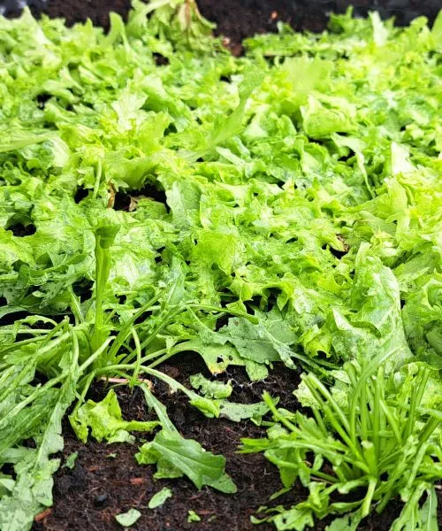 Toča je potolkla solato: kaj narediti zdaj in koliko časa bo potrebovala, da si opomore