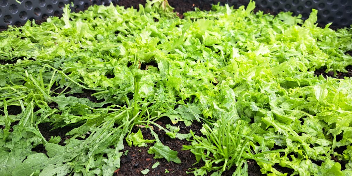 Toča je potolkla solato: kaj narediti zdaj in koliko časa bo potrebovala, da si opomore