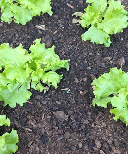 Kako zaščititi mlado solato pred dežjem in nizkimi temperaturami