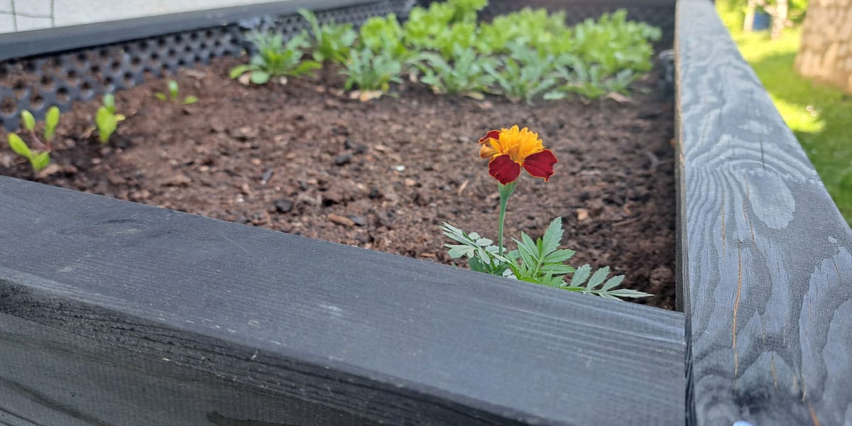 Tagetes na visoki gredi