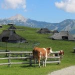 Velika Planina