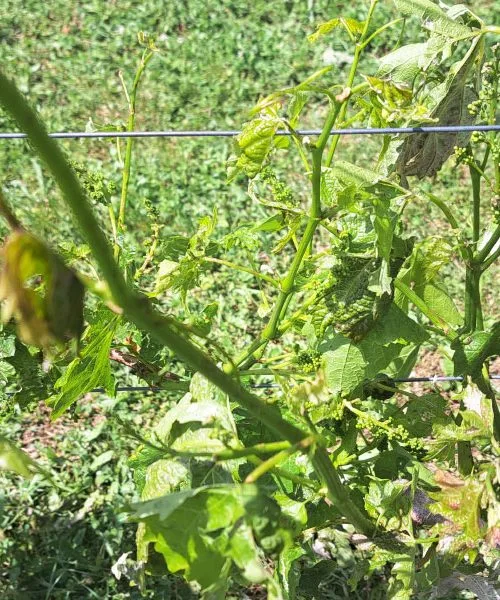 Vinska trta po poškodbah: kaj narediti zdaj, da rešite grozdje in rastlino
