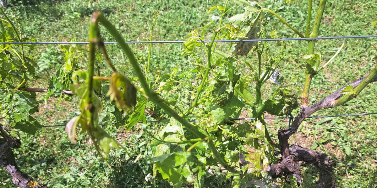Vinska trta po poškodbah: kaj narediti zdaj, da rešite grozdje in rastlino