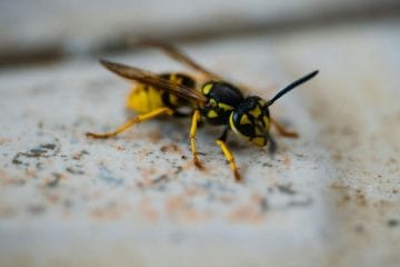 Na notranji strani oken ste opazili blatne lise? Morda so na delu ose