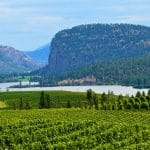 Britanska Kolumbija, vinogradi