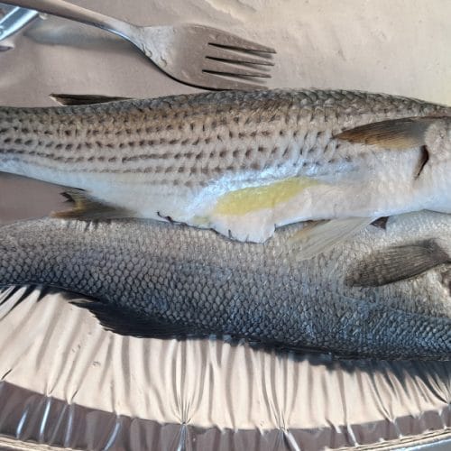 Nekoč so jih lovili na desetine ton, danes je v Piranskem zalivu cipljev vse manj