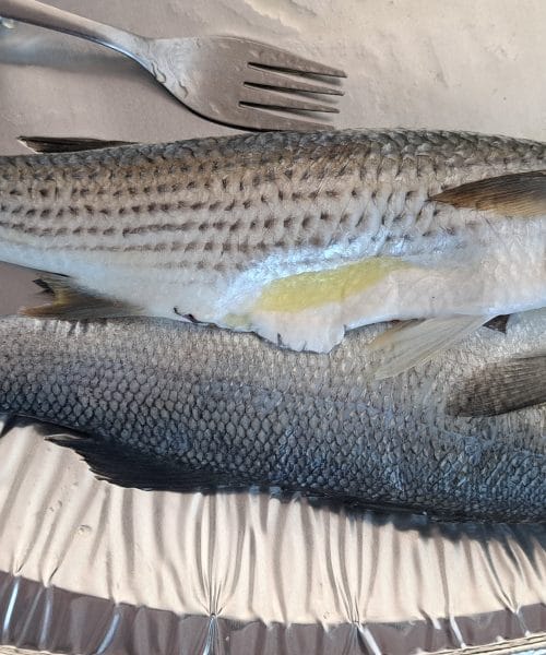 Prepoznate razliko med tema dvema ribama? Brancina in ciplja mnogi zamenjajo