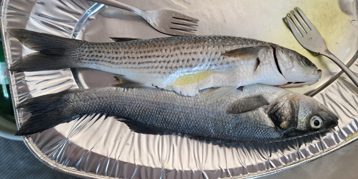 Prepoznate razliko med tema dvema ribama? Brancina in ciplja mnogi zamenjajo