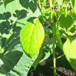 Feferoni na vrtu