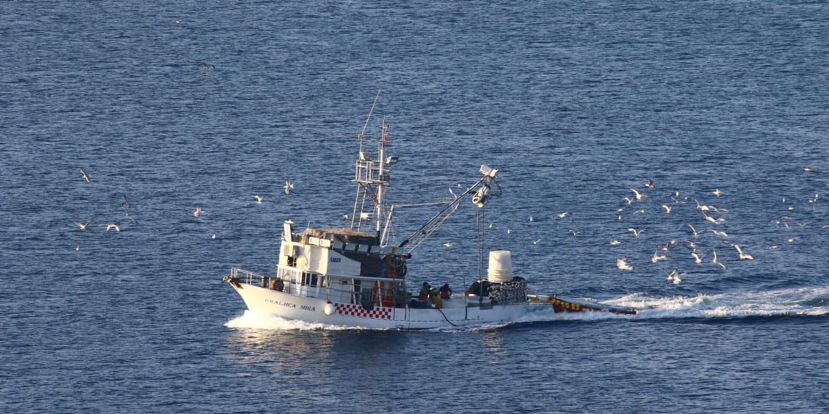 Galebi za ladjo