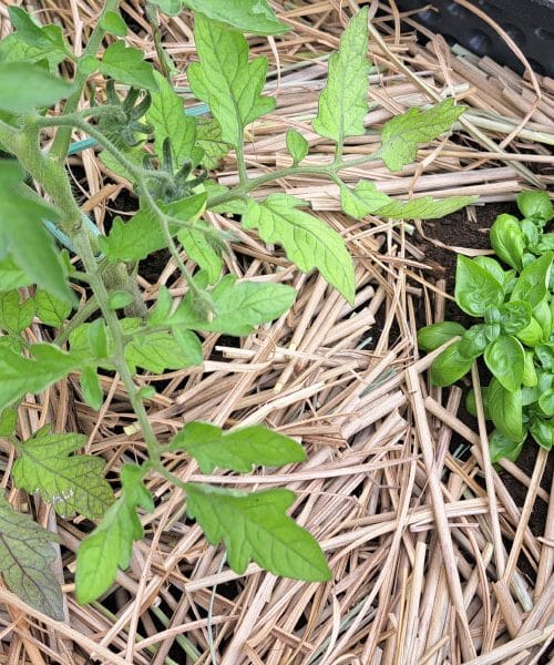 Ne kavna usedlina in ne jajčne lupine: na vrtu uporabite to, kar imate v kuhinji