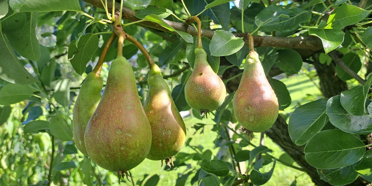 Junijska lepotica