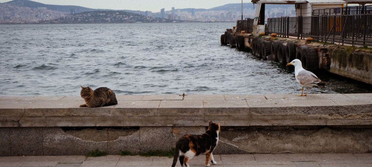 Istanbul je mesto mačk: prizor, ki obiskovalce spremlja na vsakem koraku