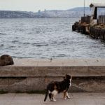 Istanbul, mačke