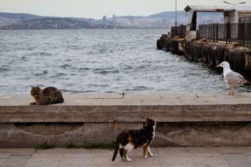 Istanbul je mesto mačk: prizor, ki obiskovalce spremlja na vsakem koraku