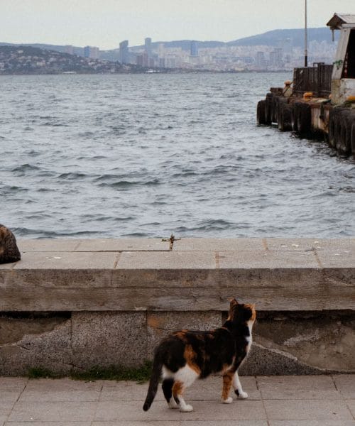Istanbul je mesto mačk: prizor, ki obiskovalce spremlja na vsakem koraku