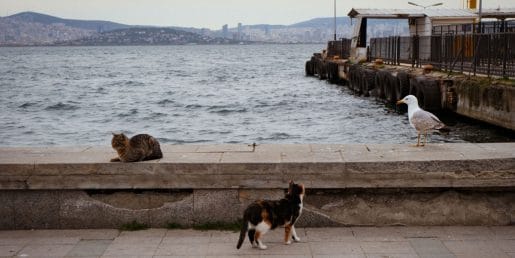 Istanbul je mesto mačk: prizor, ki obiskovalce spremlja na vsakem koraku
