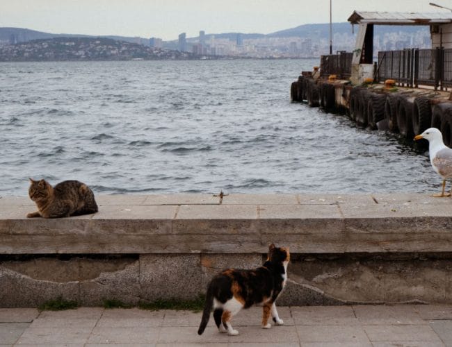 Istanbul je mesto mačk: prizor, ki obiskovalce spremlja na vsakem koraku
