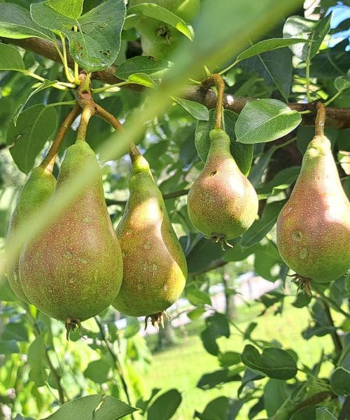 Junijska lepotica: zgodnja hruška, ki na vrtu napove začetek poletne sadne sezone