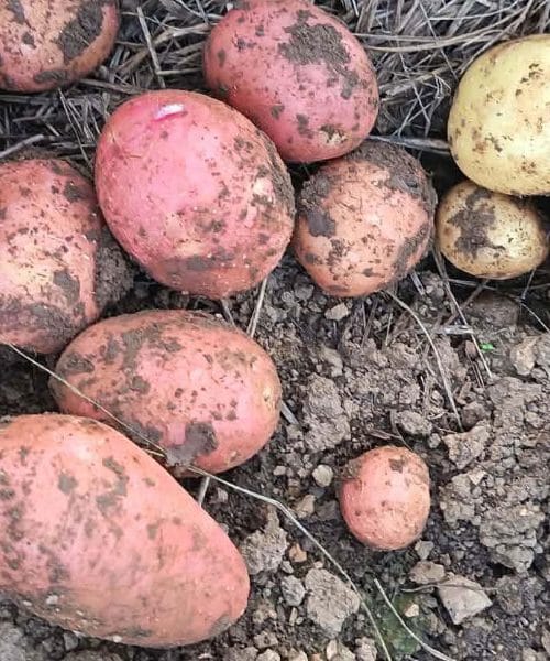 Mlad krompir po babičino: preprosta jed, ki diši po začetku poletja