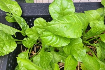 Blitva na visoki gredi: kdaj jo pobrati in kako jo odrezati, da bo še rasla