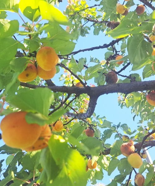 Marelice bodo kmalu zrele: pet idej, kaj lahko naredite iz njih