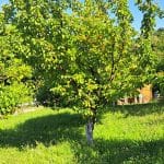 Marelice, košnja pod drevesom