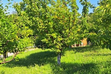 Edina stvar, ki jo zdaj naredite pod marelico