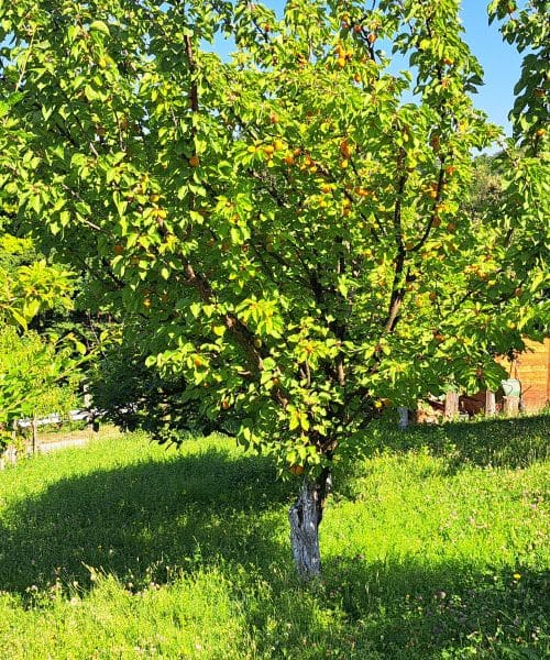 Edina stvar, ki jo zdaj naredite pod marelico