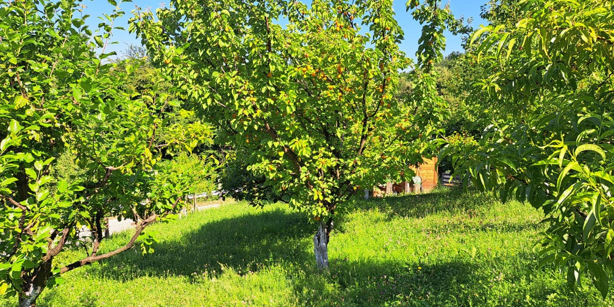Marelice, košnja pod drevesom