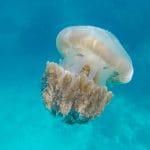 Meduza