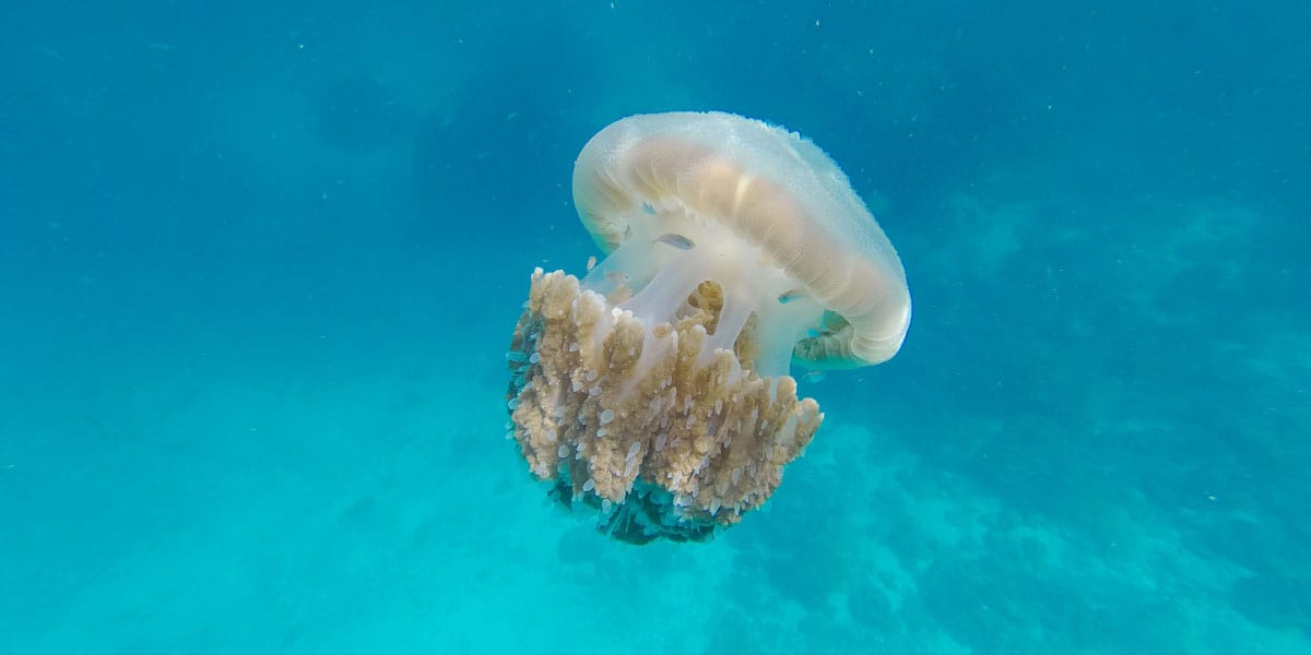 Meduza