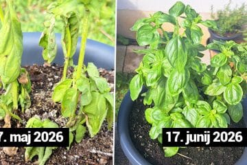 V enem mesecu iz uvele bazilike v bujen grm: pomagali so štirje preprosti pogoji