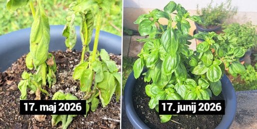 V enem mesecu iz uvele bazilike v bujen grm: pomagali so štirje preprosti pogoji