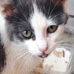 Mlada muca