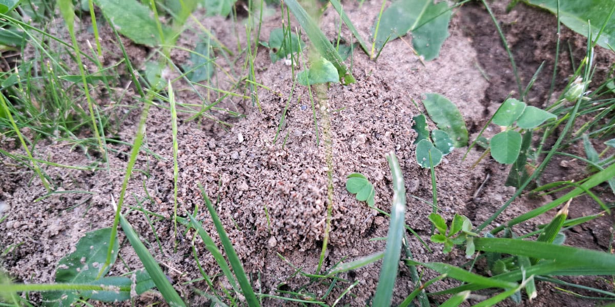 Mravlje in kup zemlje