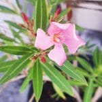 Oleander