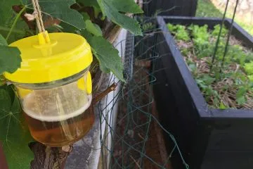 Kam nastaviti past za ose, da ne bodo letele okoli visoke grede