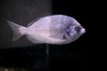 Kantar je riba, ki jo na jedilnikih pogosto spregledamo, a si zasluži več pozornosti