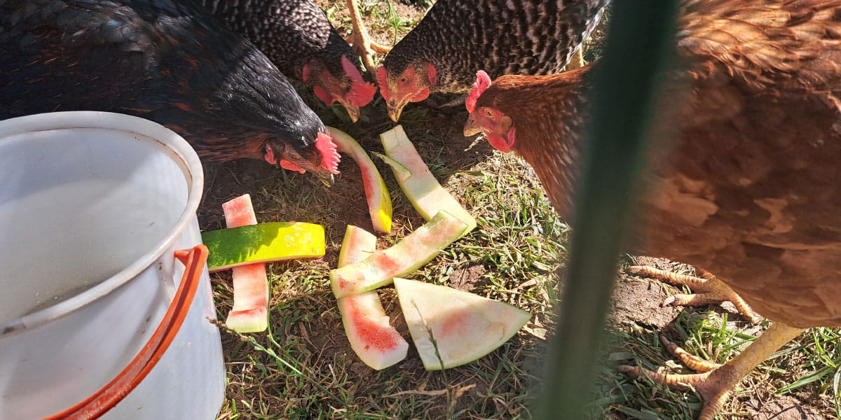Skorje lubenice ne mečite takoj na kompost, kokoši jo bodo z veseljem pozobale