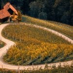 Špičnik, srce med vinogradi
