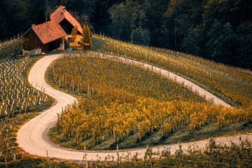 Štiri najlepše slovenske vinske ceste, na katerih se dan hitro spremeni v doživetje